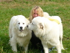 Small Photo #1 Great Pyrenees Puppy For Sale in RED HOUSE, WV, USA