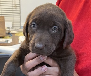 Labrador Retriever Puppy for sale in RIVERVIEW, FL, USA