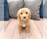 Puppy Karly Miniature Labradoodle