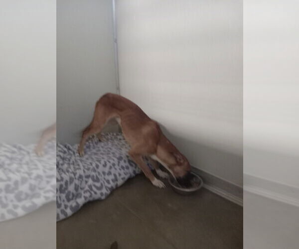 Medium Photo #4 Australian Shepherd-Mountain Cur Mix Puppy For Sale in Pierceton , IN, USA