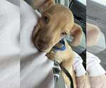 Small #10 Labrador Retriever Mix