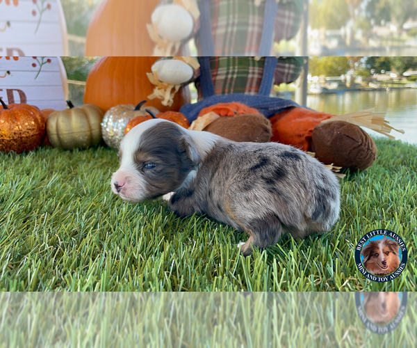 Medium Photo #7 Miniature Australian Shepherd Puppy For Sale in GRANBURY, TX, USA