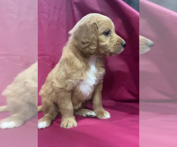Medium Photo #3 Cavapoo-Goldendoodle Mix Puppy For Sale in KALAMAZOO, MI, USA