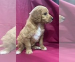 Small #2 Cavapoo-Goldendoodle Mix