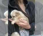 Small Photo #13 Shih Tzu Puppy For Sale in MILTON, FL, USA