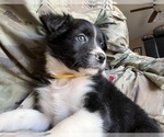 Puppy Sunny Australian Shepherd