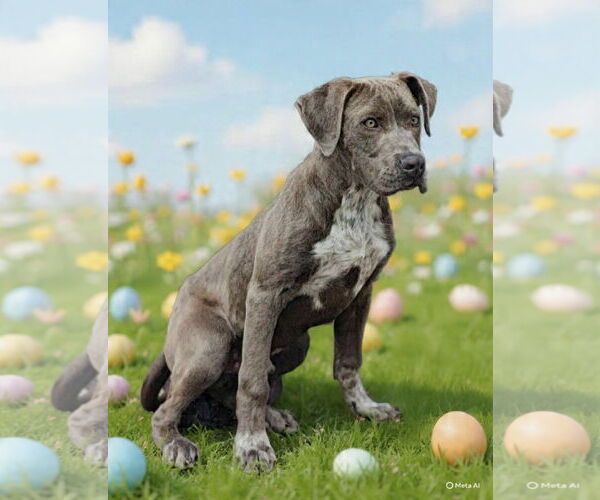 Medium Photo #8 Pointer-Unknown Mix Puppy For Sale in Talladega, AL, USA