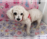 Small #1 Poodle (Miniature)