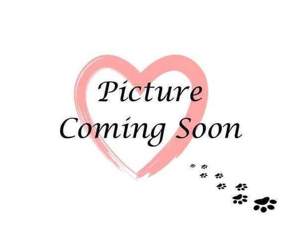 Medium Photo #2 Zuchon Puppy For Sale in RED LION, PA, USA