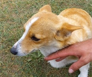 Mother of the Pembroke Welsh Corgi puppies born on 08/18/2023
