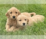 Small Photo #2 Golden Retriever Puppy For Sale in FAIR HAVEN, MI, USA