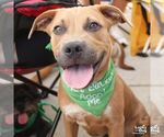 Small #1 Labrador Retriever Mix