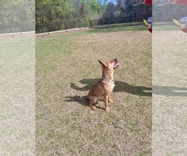 Medium Photo #4 Mutt Puppy For Sale in Holly Springs, NC, USA