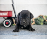 Puppy Silas Cane Corso