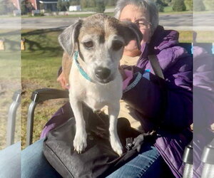 Scooter - Male Chihuahua-Unknown Mix Dog for Adoption - Photo #2