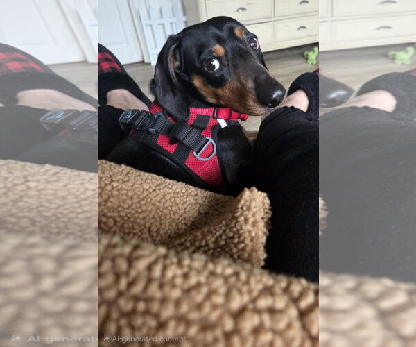 Medium Photo #6 Dachshund Puppy For Sale in Taunton, MA, USA