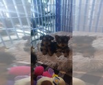 Small Photo #7 Yorkshire Terrier Puppy For Sale in OTTAWA, OH, USA
