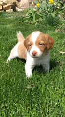 Brittany Puppy for sale in ANGOLA, IN, USA
