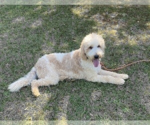 Father of the Goldendoodle puppies born on 09/26/2022