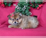 Small Photo #1 Pomeranian Puppy For Sale in PEACH BOTTOM, PA, USA