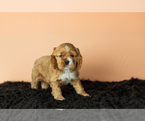 Medium Photo #1 Cocker Spaniel Puppy For Sale in NAPPANEE, IN, USA