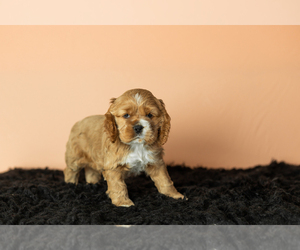 Cocker Spaniel Litter for sale in NAPPANEE, IN, USA