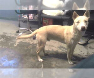 Labsky Dogs for adoption in Tallahassee, FL, USA