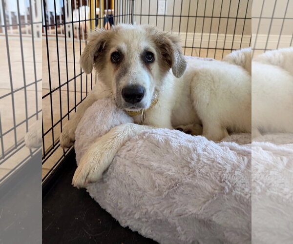 Medium Photo #3 Great Pyrenees Puppy For Sale in Spring, TX, USA