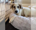 Small #2 Great Pyrenees