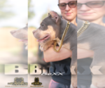 Small American Bully