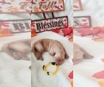 Small Photo #17 Golden Retriever Puppy For Sale in SANTA BARBARA, CA, USA