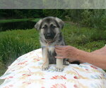 Small #4 German Shepherd Dog