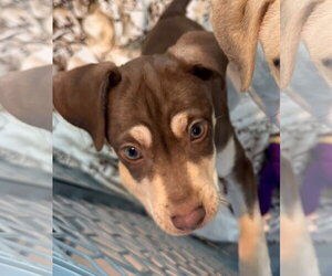 Birch - Female Mutt Dog for Adoption - Photo #2