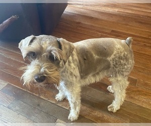Mother of the Schnauzer (Miniature) puppies born on 03/27/2026