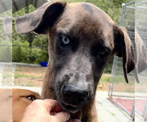 Medium Photo #3 Labrador Retriever Puppy For Sale in Yardley, PA, USA