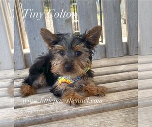 Yorkshire Terrier Puppy for Sale in WINNSBORO, Louisiana USA