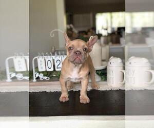 French Bulldog Puppy for sale in PALM BAY, FL, USA