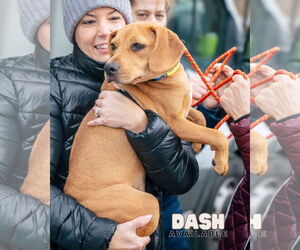 Mutt Dogs for adoption in Oakhurst, NJ, USA