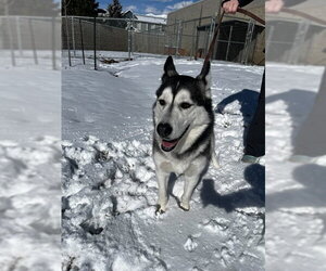 Siberian Husky-Unknown Mix Dogs for adoption in Ogden, UT, USA