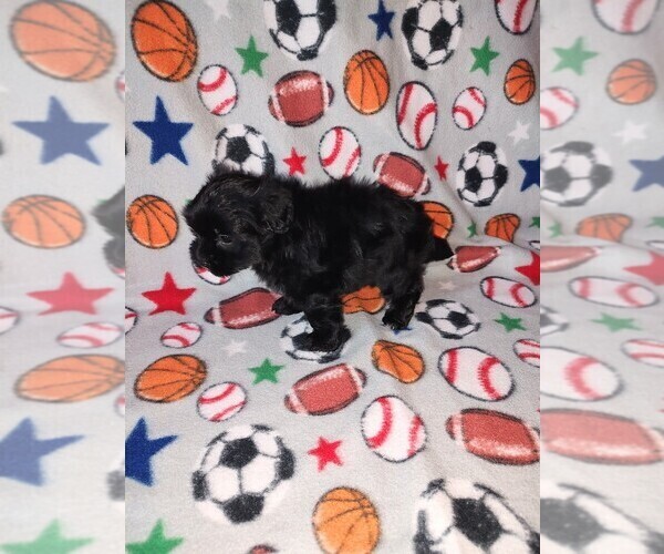 Medium Photo #8 Morkie Puppy For Sale in LAPEER, MI, USA