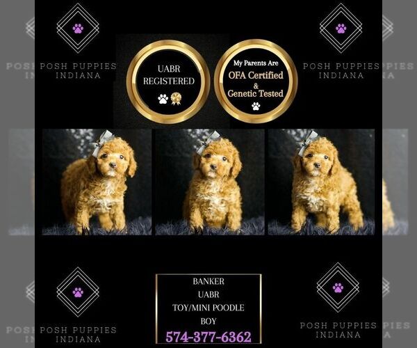 Medium Photo #1 Poodle (Miniature) Puppy For Sale in WARSAW, IN, USA