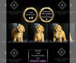 Small Photo #1 Poodle (Miniature) Puppy For Sale in WARSAW, IN, USA