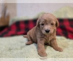 Small #12 Goldendoodle