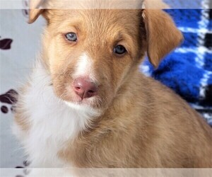 Bordoodle Puppy for Sale in OLATHE, Colorado USA