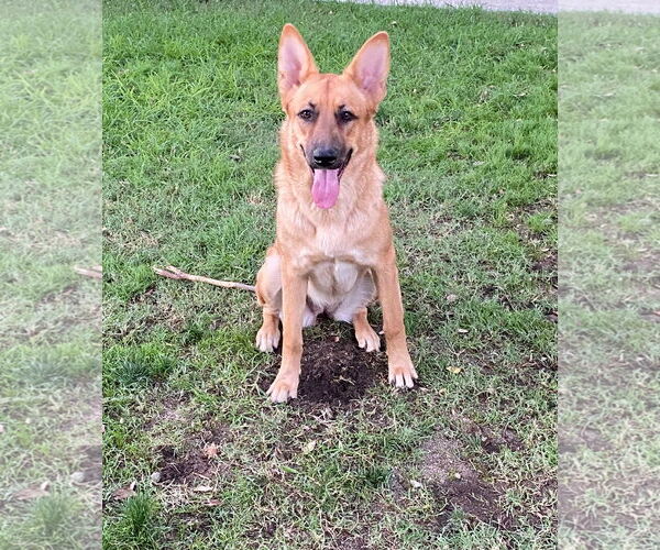 Medium Photo #3 German Shepherd Dog Puppy For Sale in San Bernardino , CA, USA