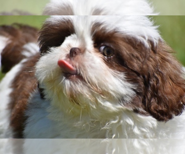 Medium Photo #7 Shih Tzu Puppy For Sale in PALM COAST, FL, USA