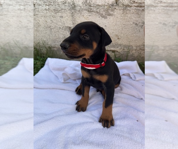 Medium Photo #6 Doberman Pinscher Puppy For Sale in FRANKLIN, PA, USA