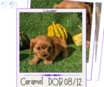 Puppy Caramel Cavalier King Charles Spaniel