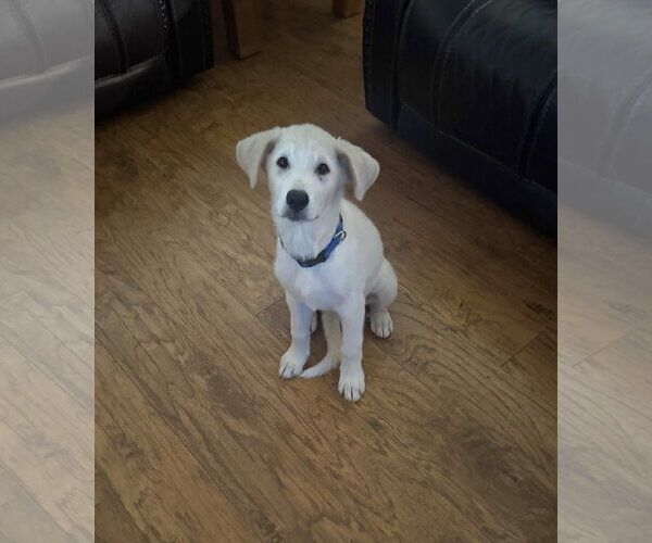 Medium Photo #3 Great Pyrenees-Unknown Mix Puppy For Sale in Dallas, TX, USA