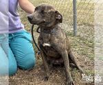 Small #2 Boxer Mix